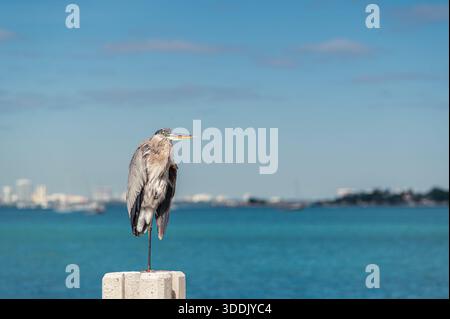 Grey heron standing on one leg in front of the Atlantic ocean, Cape Florida, Key Biscayne, Florida Stock Photo