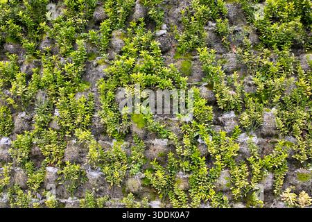 Green plant wall texture with small leaves growing on stone surface Stock Photo