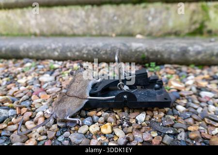 A mouse caught in a sping loaded bartrap mouse trap Stock Photo