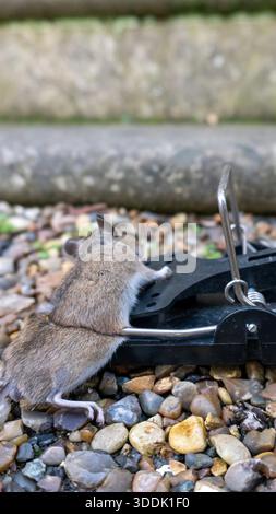 A 9:16 Portrait image of a mouse caught in a sping loaded bartrap mouse trap Stock Photo