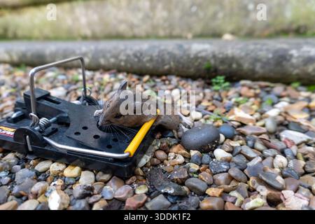 A mouse caught in a sping loaded bartrap mouse trap Stock Photo