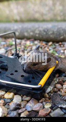 A 9:16 Portrait image of a mouse caught in a sping loaded bartrap mouse trap Stock Photo
