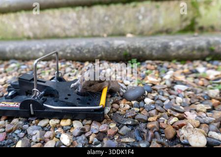 A mouse caught in a sping loaded bartrap mouse trap Stock Photo