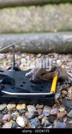 A 9:16 Portrait image of a mouse caught in a sping loaded bartrap mouse trap Stock Photo