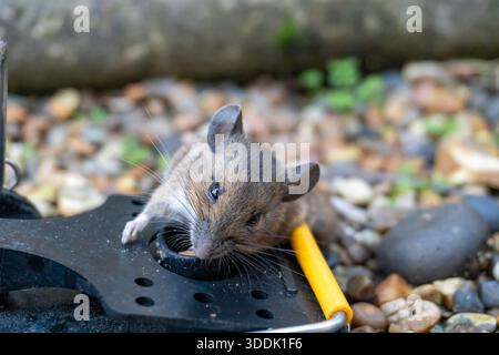 A mouse caught in a sping loaded bartrap mouse trap Stock Photo
