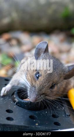 A 9:16 Portrait image of a mouse caught in a sping loaded bartrap mouse trap Stock Photo