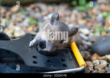 A mouse caught in a sping loaded bartrap mouse trap Stock Photo