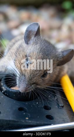 A 9:16 Portrait image of a mouse caught in a sping loaded bartrap mouse trap Stock Photo