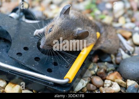 A mouse caught in a sping loaded bartrap mouse trap Stock Photo