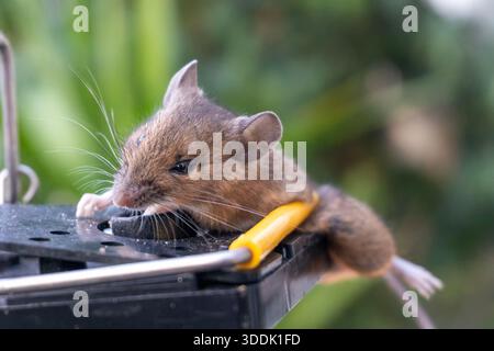 A mouse caught in a sping loaded bartrap mouse trap Stock Photo