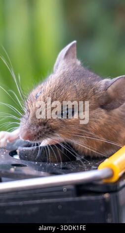 A 9:16 Portrait image of a mouse caught in a sping loaded bartrap mouse trap Stock Photo