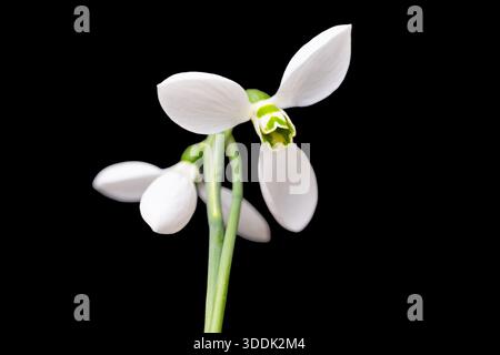 The first spring flowers isolated on a black background Stock Photo