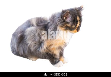 kitten isolated on white background Stock Photo