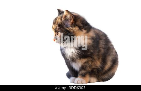 kitten isolated on white background Stock Photo