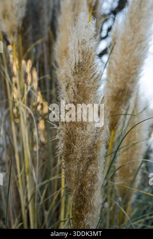 Close-up of pampas grass (Cortaderia selloana) with long beige plumes on a sunny day, detailed view of ornamental grass in natural light. Stock Photo
