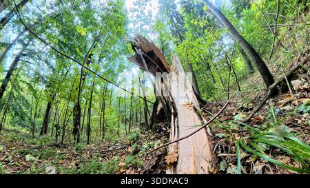 Broken tree during a storm in the forest Stock Photo