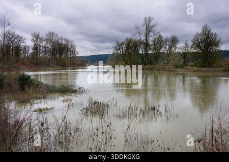 Muddy water of Snoqualmie River in East King County flowing at flood level in winter Stock Photo