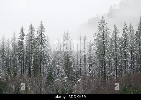 Fir tree natural landscape covered in winter snow with fog in background Stock Photo