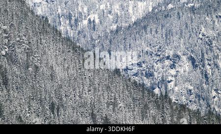 Natural backgound landscape texture of snow covered fir trees in Cascade Mountains Stock Photo