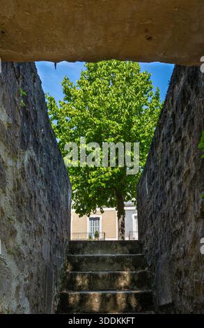 Stone staircase leading to a vibrant green tree under a blue sky. Stock Photo