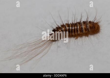 Close up of Carpet Beetle larvae Stock Photo