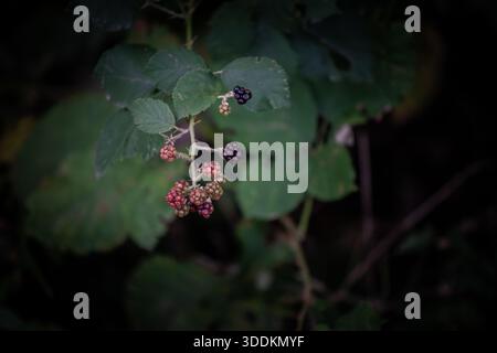 Close-up of wild blackberries (Rubus plicatus) ripening on a thorny vine in a forest. The berries range from green and red to black against a dark bac Stock Photo