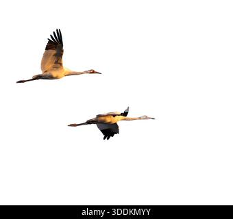 The couple of whooping cranes (Grus americana), an endangered crane species, in flight, isolated on white background Stock Photo