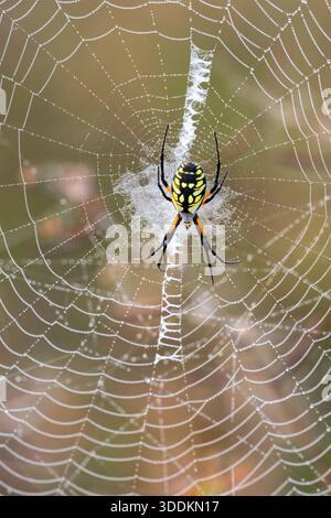 Argiope spider (Argiope aurantia) female on it's web net, close up Stock Photo