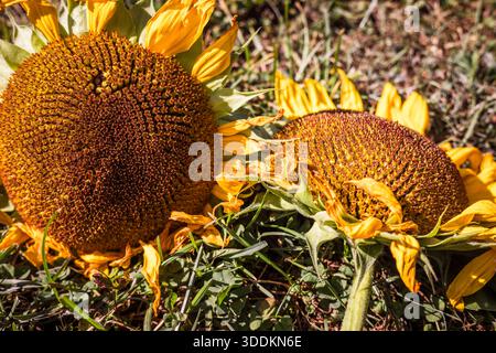 Heads of two giant sunflowers lying on grass in Vancouver, Canada. Stock Photo