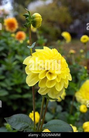 A side view close up of a vibrant yellow pompon dahlia with a green bud on a long stem in a botanical garden. Stock Photo