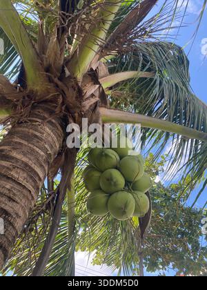 A cluster of green, unripe coconuts hanging from a palm tree trunk, with lush fronds and a blue sky in the background. Stock Photo
