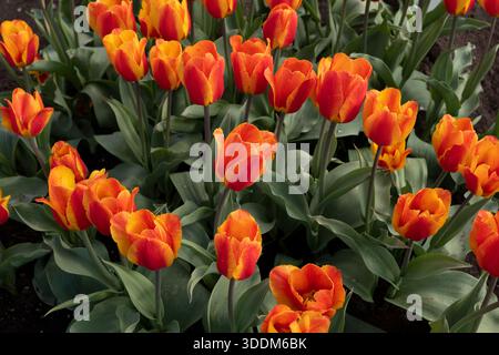 Tulip flowers of Tulipa Flair blooming in spring, ruby-red with yellow touch flowering plants in the family Liliaceae. Stock Photo