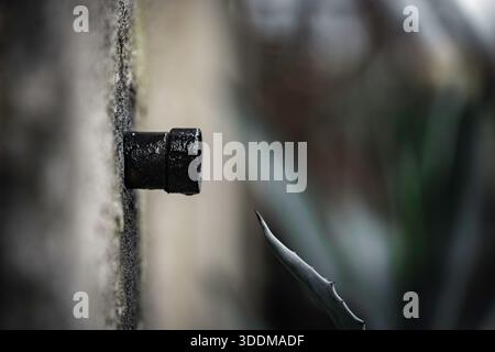 Close-up showing a black pipe emerging from a rugged concrete wall, finding juxtaposition with the spiky leaf of an agave plant in a natural and indus Stock Photo