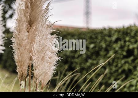Pampas grass features feathery beige plumes growing in a natural outdoor garden setting with green bushes and a blurred sky creating a soft background Stock Photo