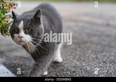 Domestic shorthair cat with grey and white fur walking towards the viewer outdoors. Displaying curiosity with alert yellow eyes on an asphalt ground n Stock Photo