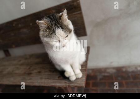 White and tabby cat sitting with closed eyes on a weathered wooden bench, quietly relaxed and cozy in soft light, evoking peaceful, charming domestic Stock Photo