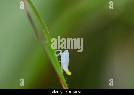 Grasshopper Nymph perching on blade of blade Stock Photo
