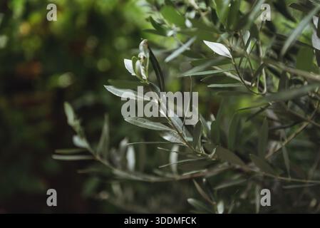 Fresh olive tree leaves wit blurry green background Stock Photo
