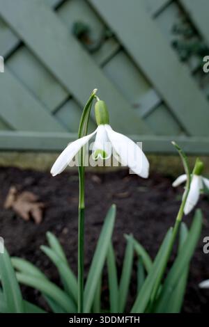 Single Snowdrop 'Galanthus' Flower against Green Wood Panel Fence grown in a English Cottage Garden in Lancashire, England, UK Stock Photo