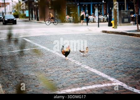 Chickens crossing the road in Ybor City Florida Stock Photo