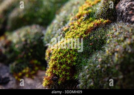 Lush Green Moss on Rock Surface Macro Photography Stock Photo