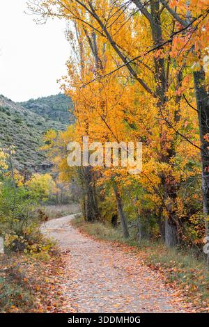 Forest Road in Full Autumn Colors with Leaf Carpet Stock Photo