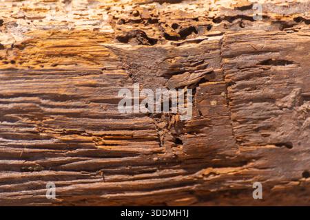 A piece of wood with many holes in it. The holes are likely made by insects, such as termites or ants. The wood appears to be old and weathered, with Stock Photo
