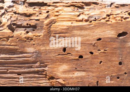 A piece of wood with many holes in it. The holes are likely made by insects, such as termites or ants. The wood appears to be old and weathered, with Stock Photo