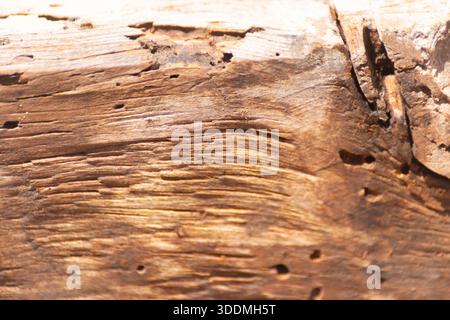 A piece of wood with many holes in it. The holes are likely made by insects, such as termites or ants. The wood appears to be old and weathered, with Stock Photo