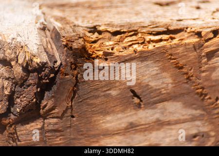 A piece of wood with many holes in it. The holes are likely made by insects, such as termites or ants. The wood appears to be old and weathered, with Stock Photo