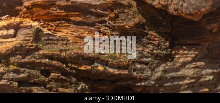 A piece of wood with many holes in it. The holes are likely made by insects, such as termites or ants. The wood appears to be old and weathered, with Stock Photo
