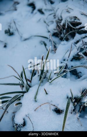 Snow Covered Grass in Early Winter Stock Photo