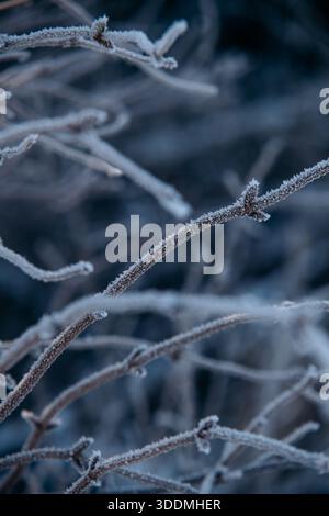 Frozen Tree Branches in Cold Morning Stock Photo