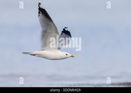 Common Gull (Larus canus), side view of an adult in flight, Finnmark, Norway Stock Photo